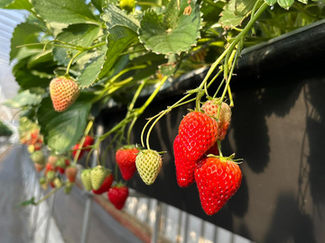 久保田いちご狩り園-7