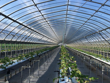 久保田いちご狩り園-5