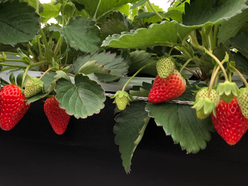 久保田いちご狩り園-6