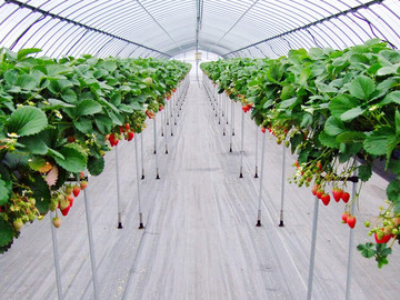 久保田いちご狩り園-3