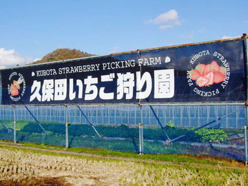 久保田いちご狩り園-4