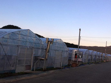 久保田いちご狩り園-8