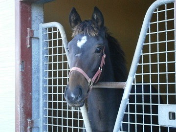 北海道浦河町×競走馬/法人【0954】-1