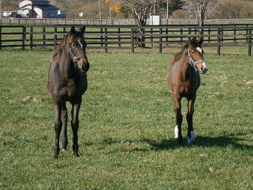 北海道浦河町×競走馬/法人【0954】-2
