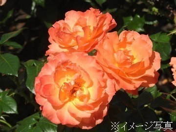 株式会社フラワーファームワタナベ-1