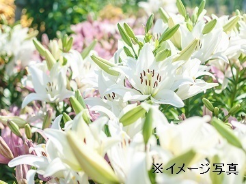 株式会社フラワーファームワタナベ-2