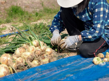 こんどうファーム-7