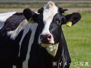 北海道新得町×酪農/法人【41182】-top
