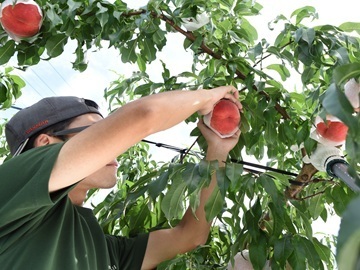 株式会社フルーツ果乃蔵-1