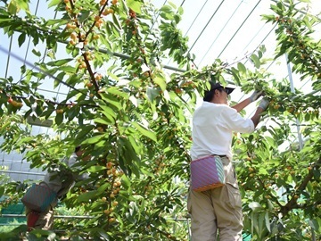 株式会社フルーツ果乃蔵-5