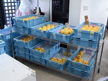 株式会社フルーツ果乃蔵-7