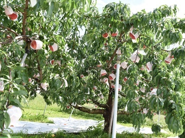 株式会社フルーツ果乃蔵-4