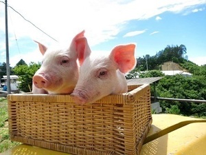 有限会社銭坂畜産-top