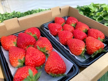 株式会社むぎわらぼうし-8