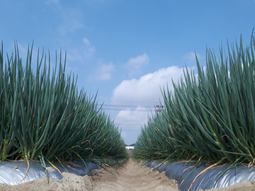 株式会社ねっこ農園-4