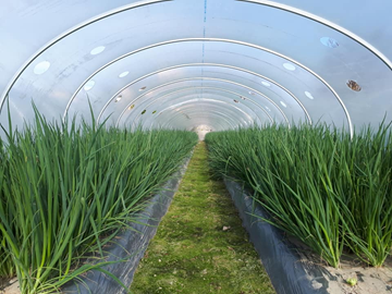 株式会社ねっこ農園-5