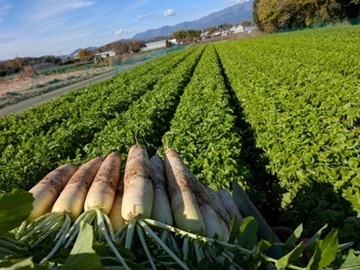 翠の丘農園(みどりのおか)-4