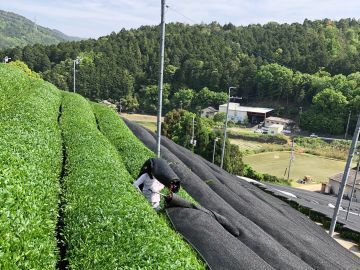 山中農園(宇治田原町)-1