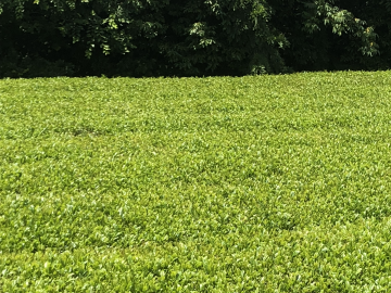 山中農園(宇治田原町)-2