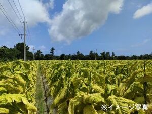 内田ファーム(伊江島)-top