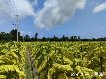 大成ファーム-top