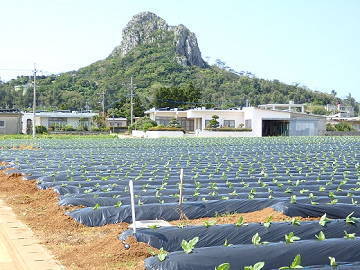 オオシロファーム-1