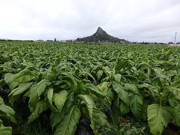 オオシロファーム-2