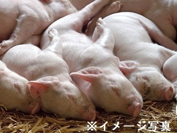 茨城県行方市×養豚/法人【41618】-1