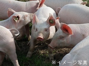 茨城県行方市×養豚/法人【41618】-top