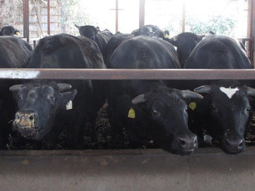 群馬県太田市×肉牛/法人【41624】-1