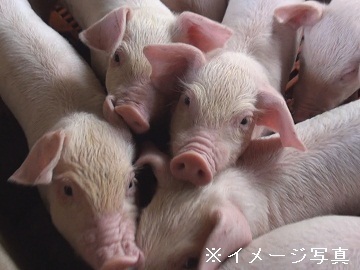 福島県只見町×養豚/法人【41653】-1