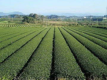 株式会社東八重(とうばえ)製茶【正社員】-4