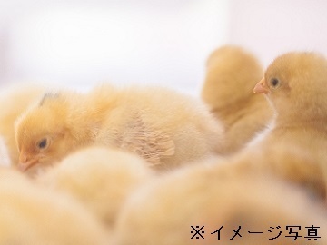 広島県福山市×養鶏/法人【41697】-2