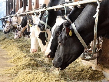 株式会社ゼルコバドリーム-2