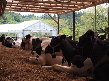 株式会社ゼルコバドリーム-6