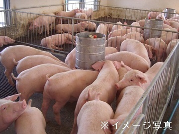 愛知県田原市×養豚/法人【1427】-1