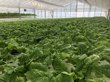 愛媛県四国中央市×施設野菜/法人【1049】-1