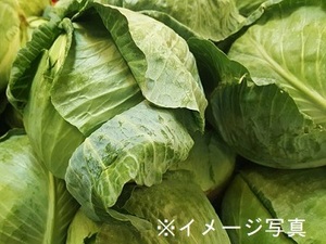茨城県八千代町×露地野菜/個人【41767】-top