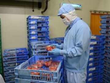 長野県高森町×カットフルーツ製造管理/法人【41798】-3