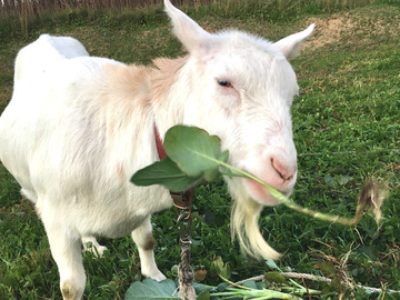 伊藤農場(北海道広尾郡)-4