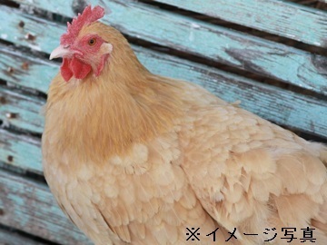 神奈川県相模原市×養鶏/法人【41814】-1
