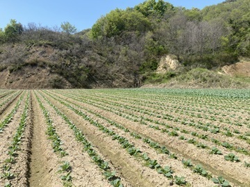 香川県観音寺市×露地野菜/個人【41837】-top