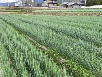 香川県観音寺市×露地野菜/個人【41837】-2