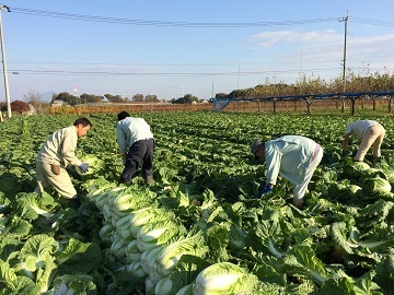 茨城県結城市×露地野菜・稲作/法人【4012】-3
