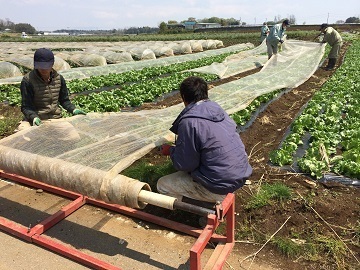 茨城県結城市×露地野菜・稲作/法人【4012】-4