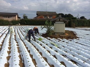 茨城県結城市×露地野菜・稲作/法人【4012】-6
