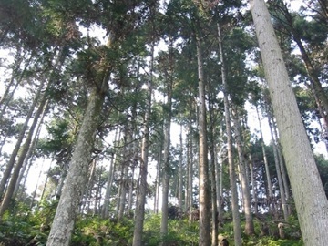 大阪府森林組合【大阪府:林業作業員 】-4