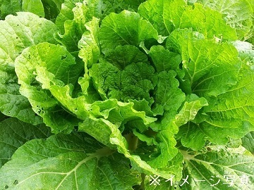 群馬県長野原町×露地野菜/個人【32160】-1