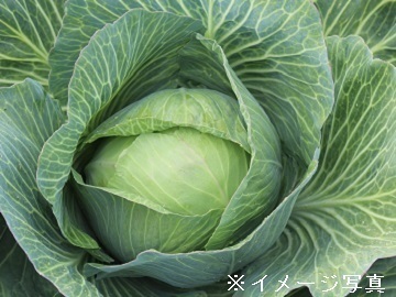 群馬県長野原町×露地野菜/個人【32160】-2