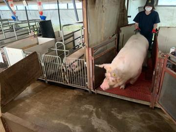 有限会社石原畜産-3